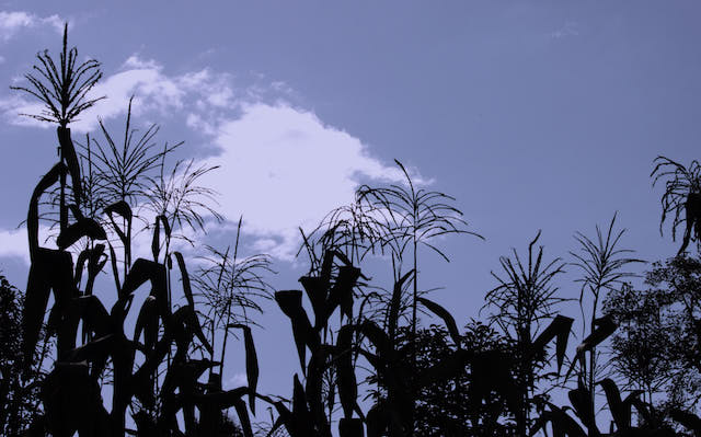 Apuntes del ciclo de conferencias “Ciencia, Tecnología y Soluciones basadas en la naturaleza” en la&nbsp;UNAD